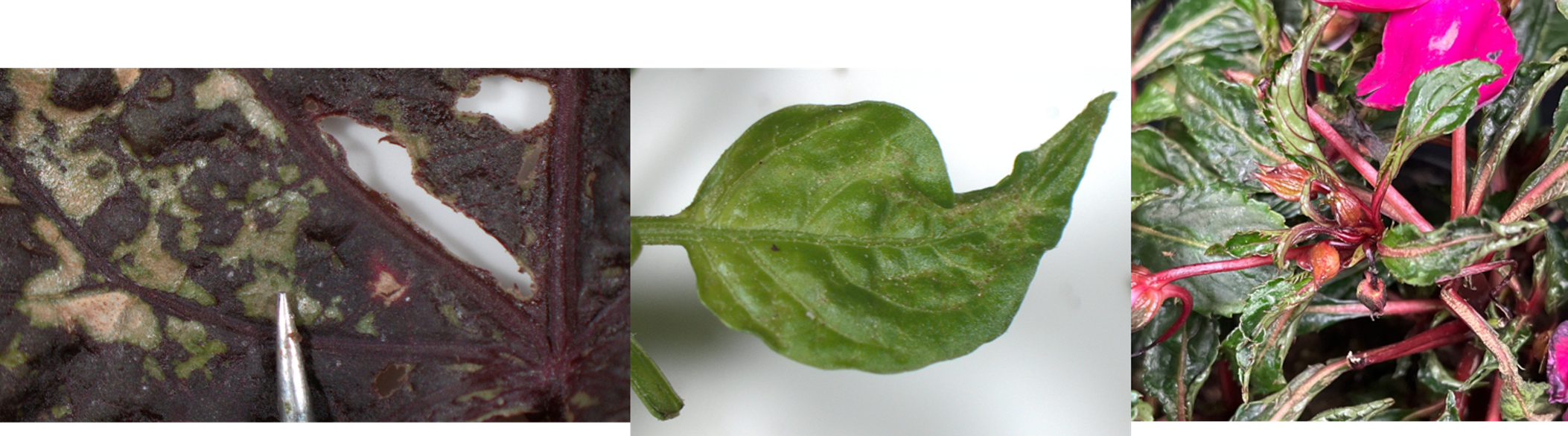Three closeup images combined into one of infected plant leaves. Leaves are brown, wilted and shriveled.